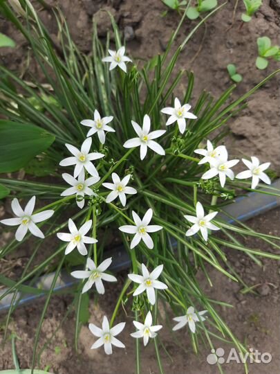 Птицемлечник