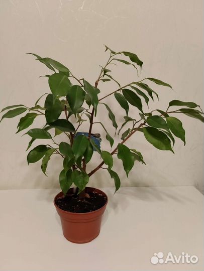 Фикус Бенджамина