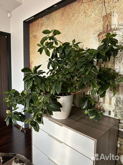 Гардения жасминовидная в кашпо с автополивом