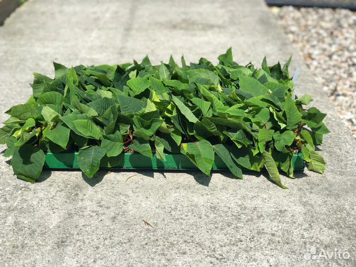 Рассада цветочная, Сеянцы и Черенки