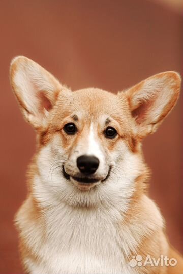 Щенок корги