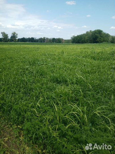 Сено суданка