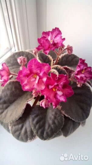 Фиалки сортовые