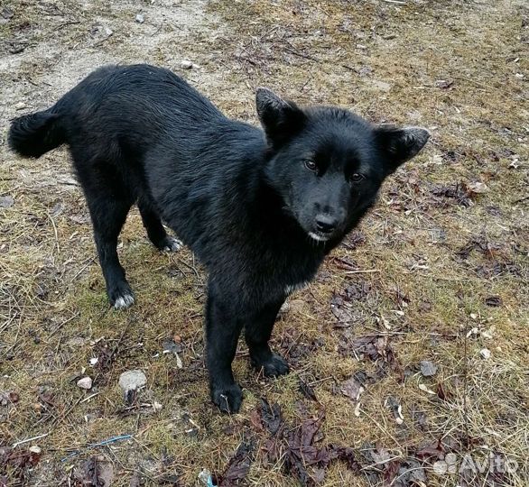Собаки бесплатно в добрые руки