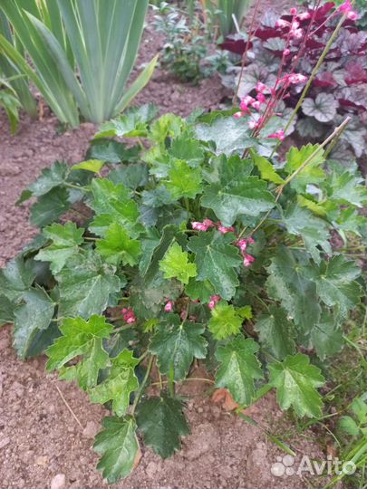 Гейхеры 3 вида