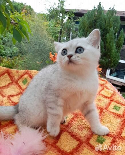 Шотландские котята