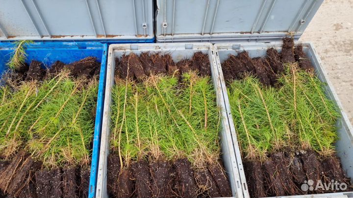 Зкс и окс Сосна Сеянцы Ель Лиственница Кедр