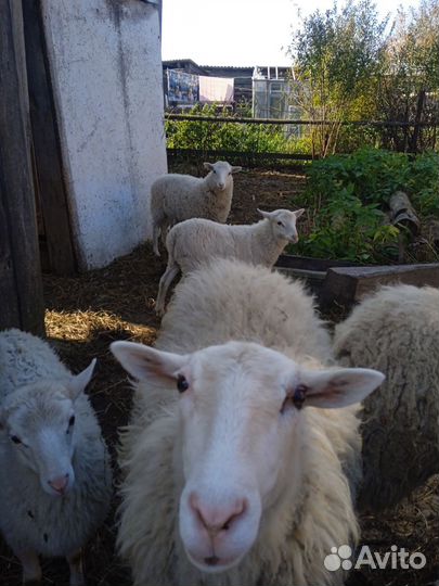 Овцы бараны