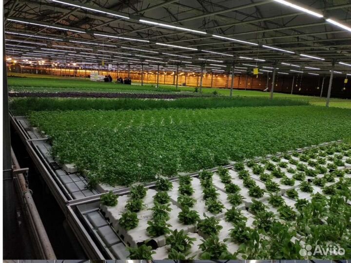 Светодиодный светильник для теплиц 50W Фито лампы