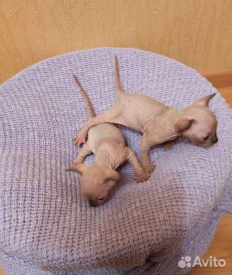 Канадский сфинкс