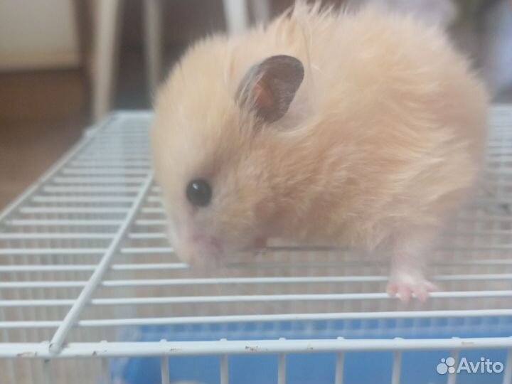 Хомяк с клеткой