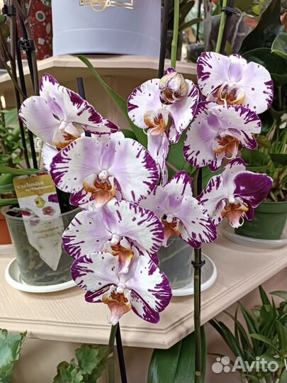 Орхидеи с доставкой