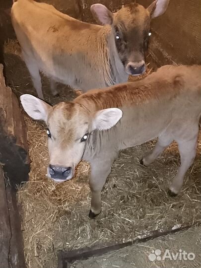 Продам тёлочку Джерси