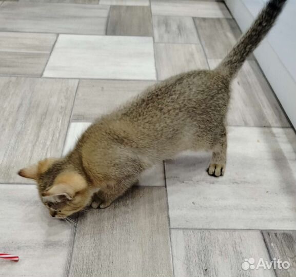 Шотландский котик