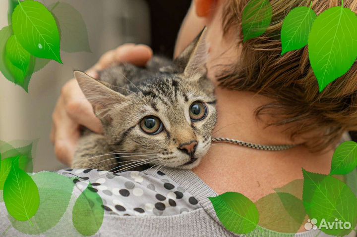 Котенок в добрые руки