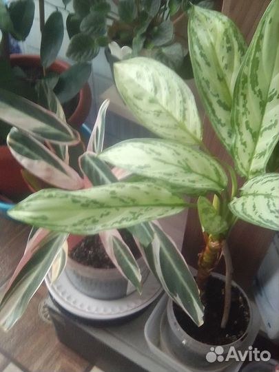 Комнатные растения цветы