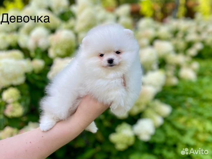 Померанский шпиц мини тип мишка