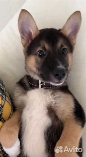 Щенок в добрые руки