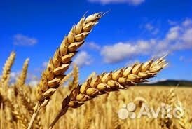 Зерно пшеница оптом