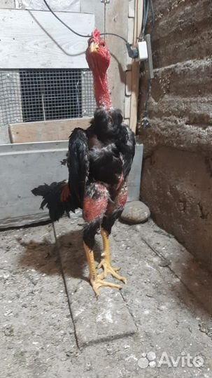 Байцовые петухи