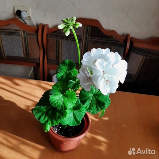 Пеларгония сортовая