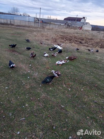 Индоутки на мясо