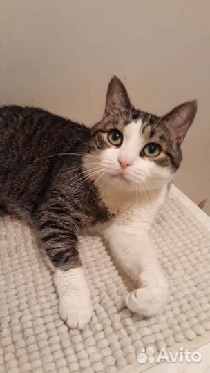 Кошка в дар