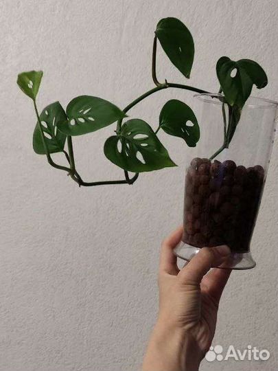 Монстера косая