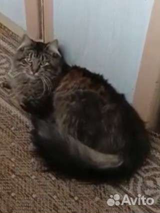 Котик в добрые руки