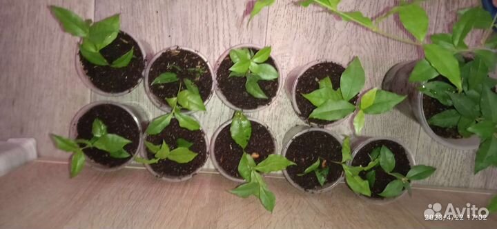 Много цветов