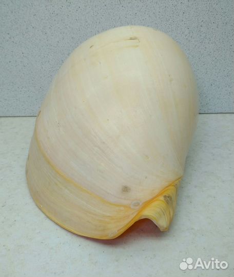 Тона17,50 морская ракушка раковина