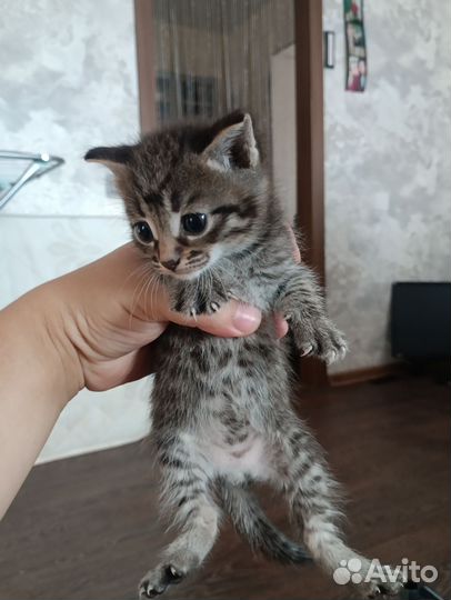 Котята в добрые руки даром
