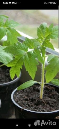 Рассада помидоров томатов