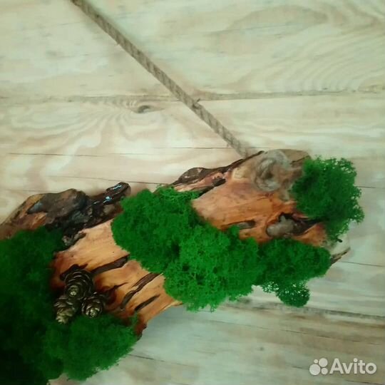 Слэб ивы с стабилизированным мхом