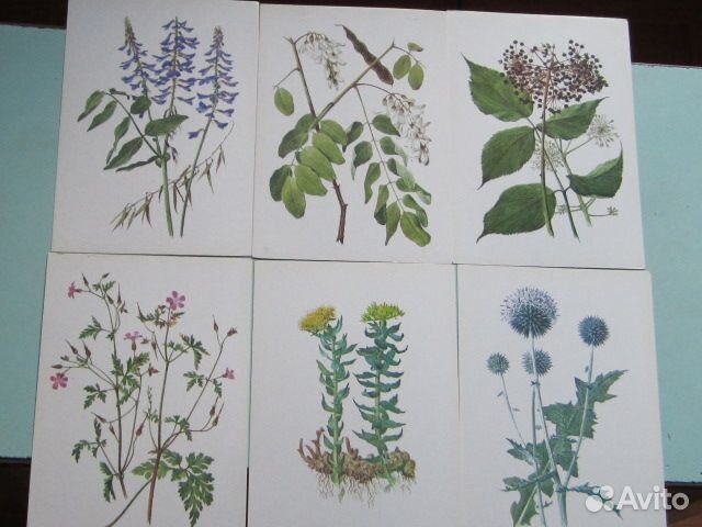 Лекарственные растения.Открытки