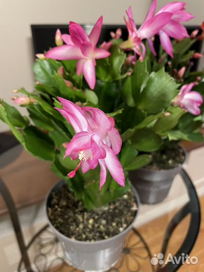 Декабрист шлюмбергера