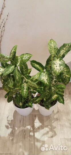 Диффенбахия и фикус