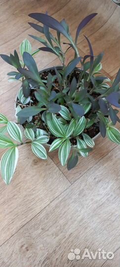 Комнатные цветы