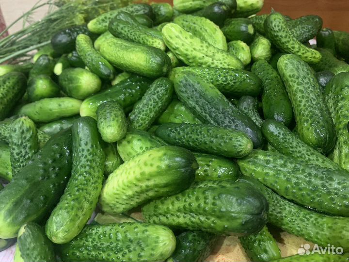 Огурцы для засолки