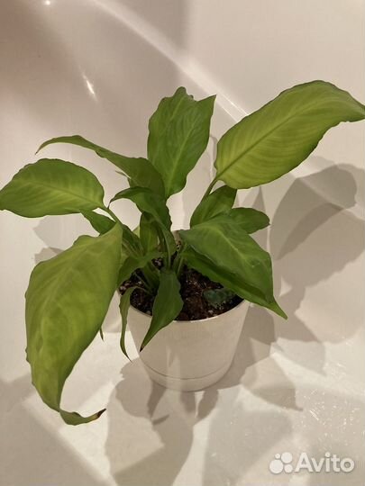 Спатифиллум