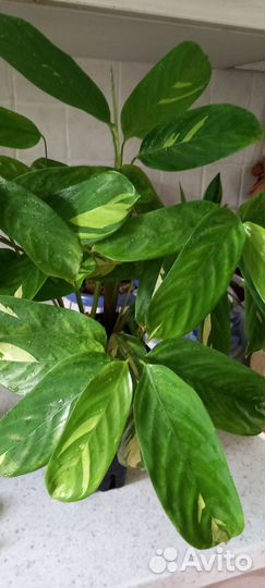 Ктенанта лубберса,вариегатный клер