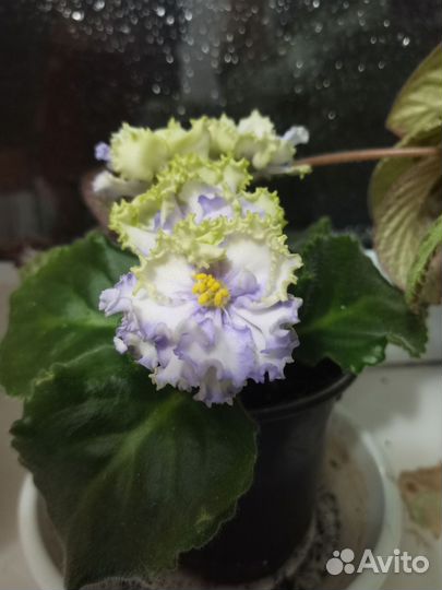 Фиалки белые махровые