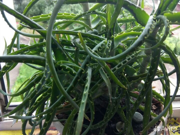 Продам цветы комнатные с горшком