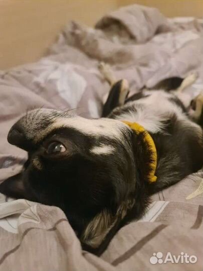 Передержка животных