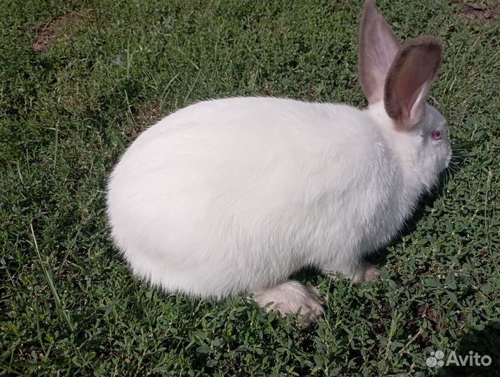 Продаю кроликов живьём и мясом