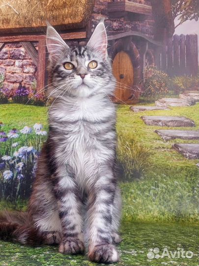 Котята мейн-кун