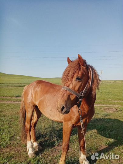 Продам рабочего мерина