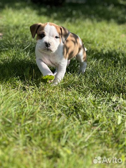 Американский стаффордширский терьер- мальчик