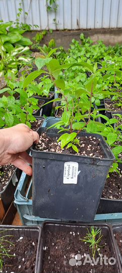 Гортензия саженцы