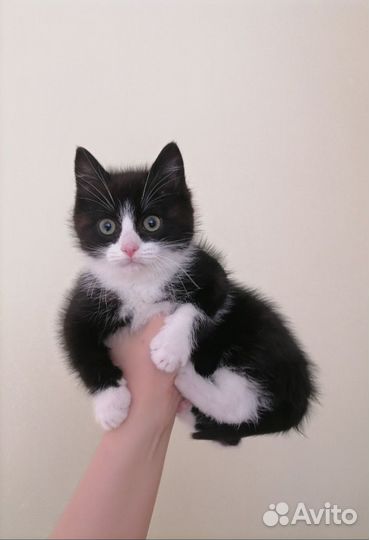 Котенок мальчик